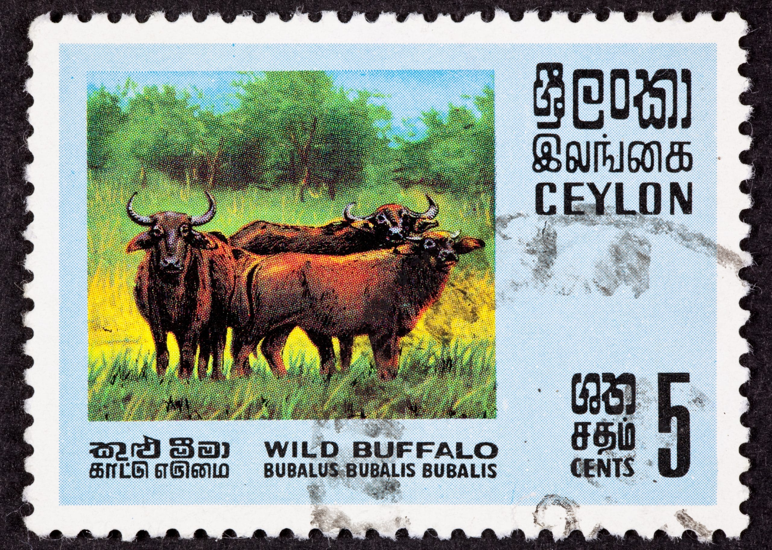 Sri Lanka Translation Blunders Hit A Nerve